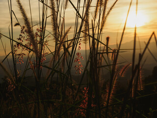 sunset with silhouette grass flowers