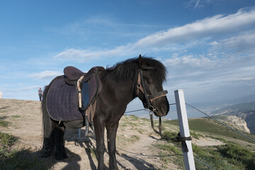 a shaggy horse in the mountains