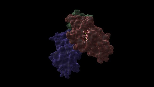 Crystal structure of CDK4 (pink) in complex with cyclin D1 (blue) and P27 inhibitor (green). Animated 3D cartoon and Gaussian surface models, PDB 6p8e, black background
