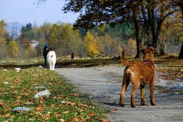 two dogs looking at each other