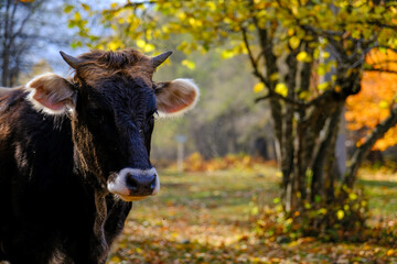 bull on the background of the autumn forest