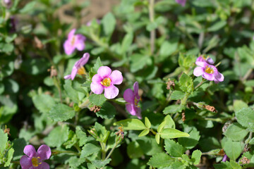 Fototapeta premium Ornamental bacopa