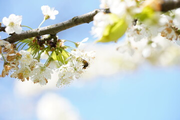 Pszczoła zapyla drzewo wiśniowe