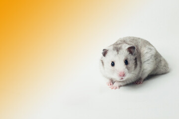Syrian hamster with white background and orange