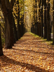 Viale; autunno; foglie; foglia; albero; alberi; natura; piante; 