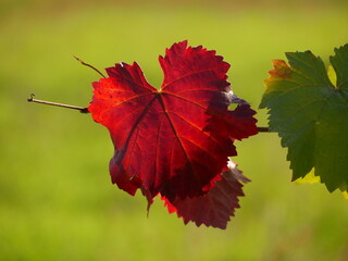 Foglia; foglie; autunno; rosso; sole; vite; natura