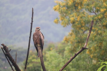 Hovering black kite sitting on a branch taking rest. Black kites are common in many parts of India