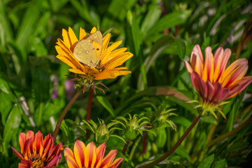 Yellow butterfly colias croceus on yellow flower.