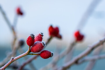 Red rose hips covered with ice crystals of hoarfrost. Good natural source of vitamin c. Frosty...