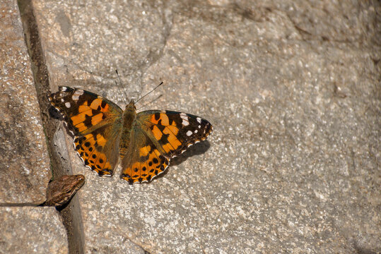 The orange butterfly Vanessa cardui is hunted by a lizard, the head of the lizard peeks out from under the ground.