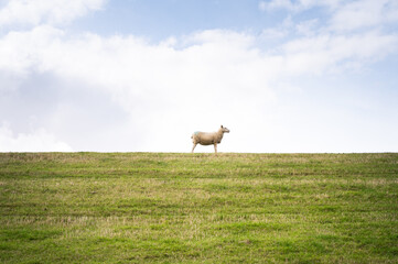 White sheep on the green dike by the sea in front of a blue sky with light clouds in a sideways pose