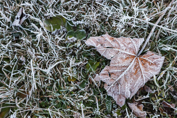 Beautiful fallen leaf and grass covered with hoarfrost, top view