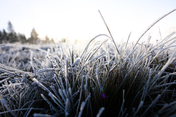 Grass blades covered with hoarfrost in meadow, closeup