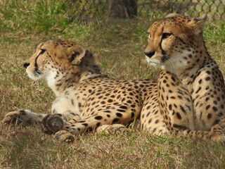 チーター