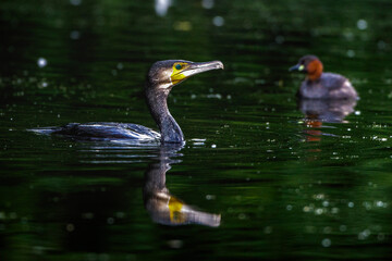 Kormoran (Phalacrocorax carbo)
