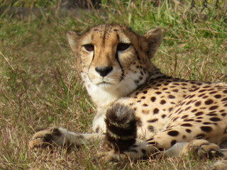 チーター