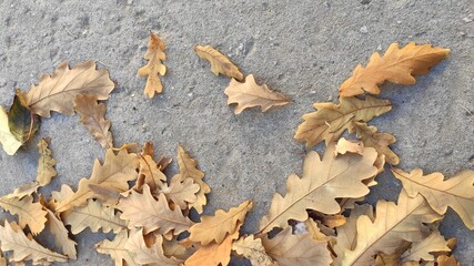 dry yellow autumn leaves on the pavement