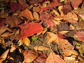 秋　紅葉　落ち葉