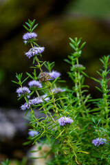 Englische Wasserminze (Mentha cervina)