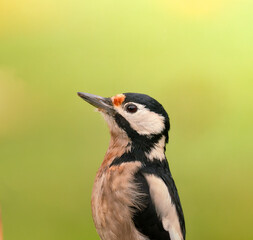 great spotted woodpecker portrait