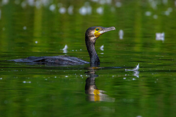 Kormoran (Phalacrocorax carbo)