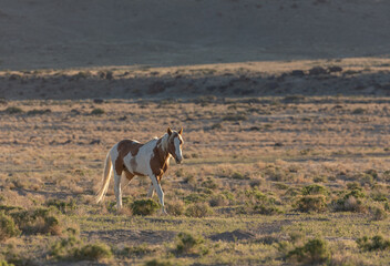 Naklejka premium Beautiful Wild Horse in the Utah Desert
