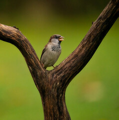 house sparrow on a branch