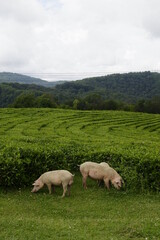 Fototapeta premium pigs in the green plantation