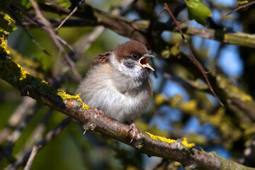 An old dunnock chirps angrily from the bushes, though the poor little chap had no voice.