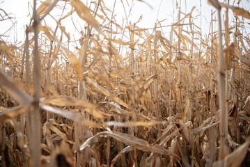 Dried Corn Stalks in a Corn Maze during Fall Corn Harvest at a Corn Maze 