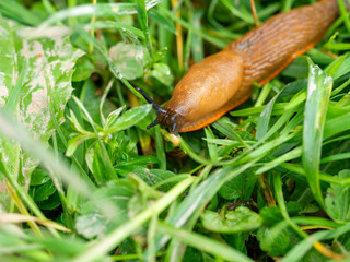 Close-up of an orange-colored slug Arion lusitanicus crawling on wet green grass. An invasive species of slugs, a problem for nature, a pest