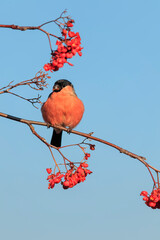 vertical portrait of a male bullfinch bird sitting on a rowan branch and eating juicy red berries in the park