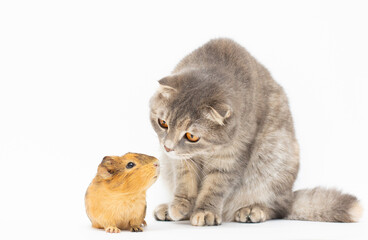 cat and guinea isolated on white background