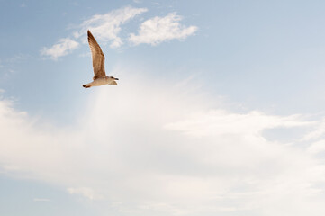 a seagull flies against the background of a blue sky with clouds