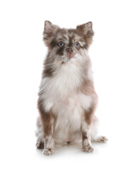 Obraz premium Cute fluffy little dog isolated on white