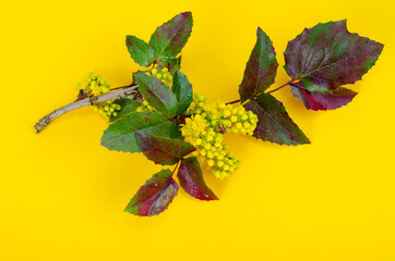 Branch of ornamental garden shrub with yellow flowers, Mahonia aquifolia. Studio Photo