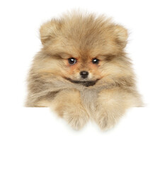 Pomeranian Spitz puppy above banner, on white background