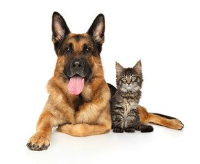 Cat and dog lie together