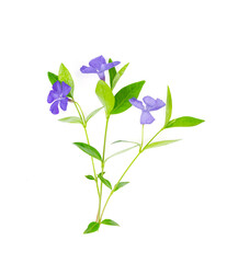 Fototapeta na wymiar Perennial groundcover Vinca with blue flowers. Studio Photo