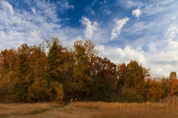 Bosco di vegetazione spontanea in biotopo naturale, terra di risorgive in autunno, con coppia di persone a passeggio. 