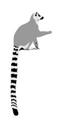 Abstract modern illustration of Ring-tailed lemur (Lemur catta) from side with tail up, Trendy artistic vector design isolated on white background © Karolna