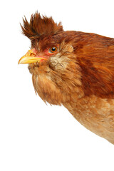 Portrait of a brown chicken