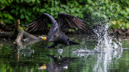 Kormoran (Phalacrocorax carbo)