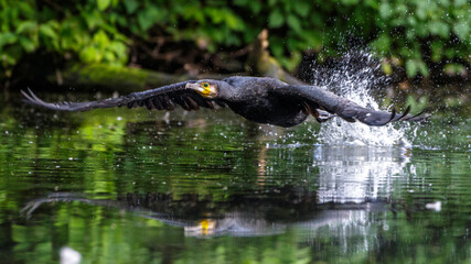 Kormoran (Phalacrocorax carbo)