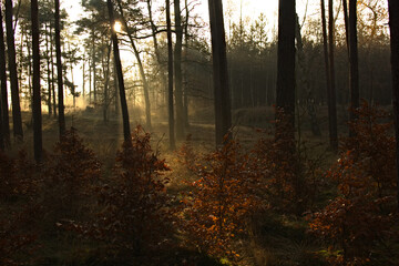 Misty morning in the forest