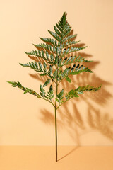 Green fern leaf on color background