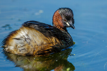 Zwergtaucher (Tachybaptus ruficollis)