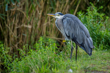 Graureiher (Ardea cinerea)