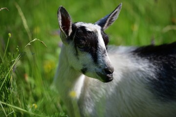 Portrait of a domestic goat's head in a meadow