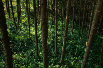 森の中の日差し／群馬県富岡市

